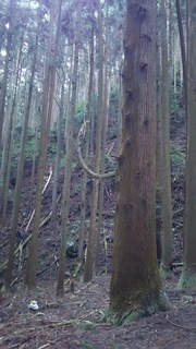 DSC_0016.JPG